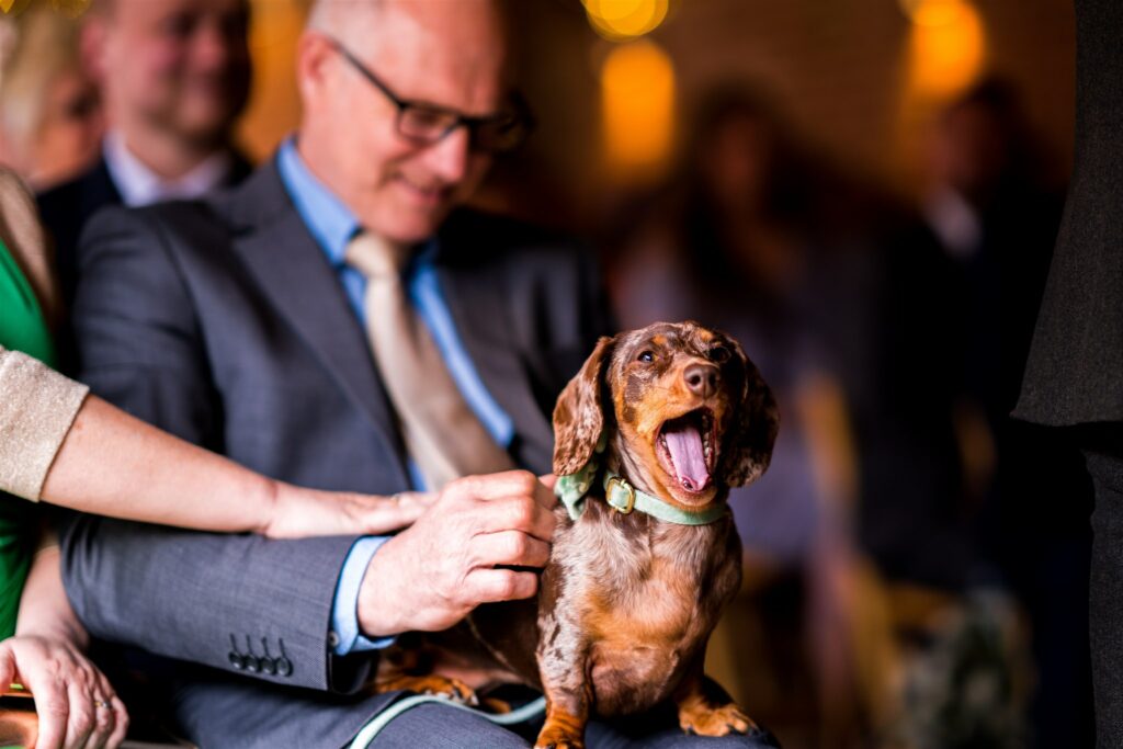 Sausage dog yawning during his owners wedding ceremony at the Octagon Barn, Norfolk
